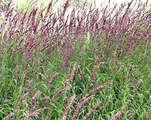 Red Spire Melic Grass Seeds