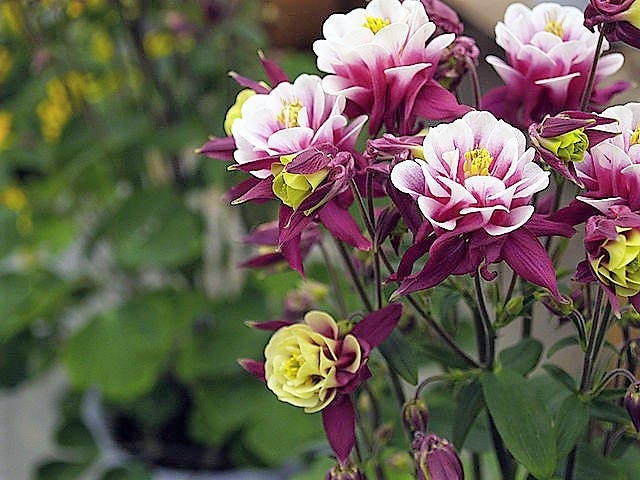 Winky Double Rose and White Columbine Seeds
