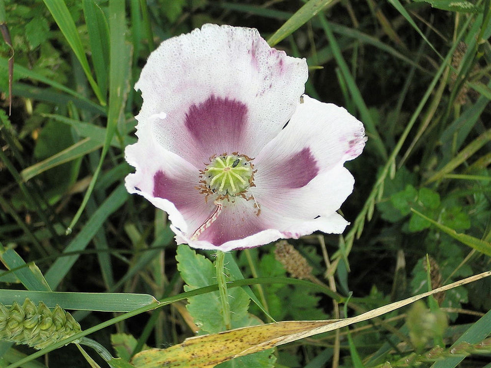 Tasmanian White Poppy Seeds