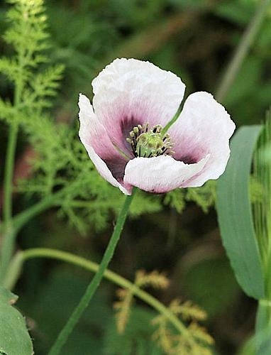 Tasmanian White Poppy Seeds