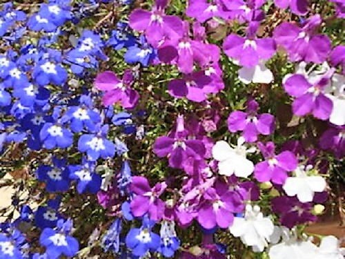 Lobelia Seeds - Regatta Mix