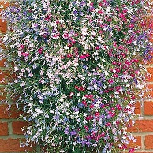 Lobelia Seeds - Regatta Mix