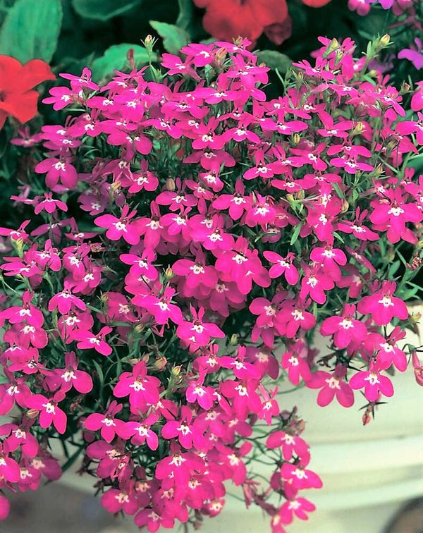 Lobelia Seeds - Regatta Mix