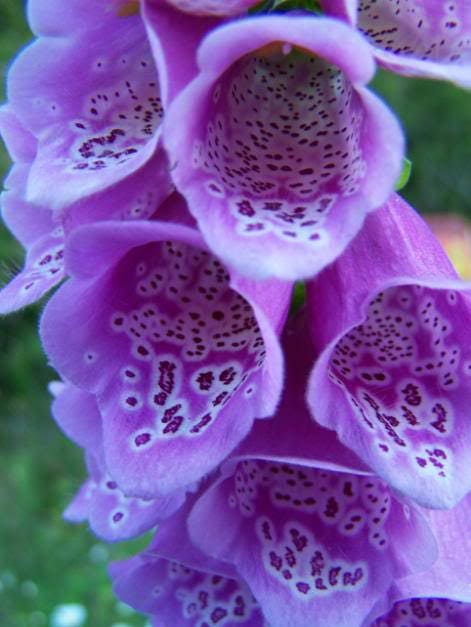Foxglove Excelsior Mix Seeds