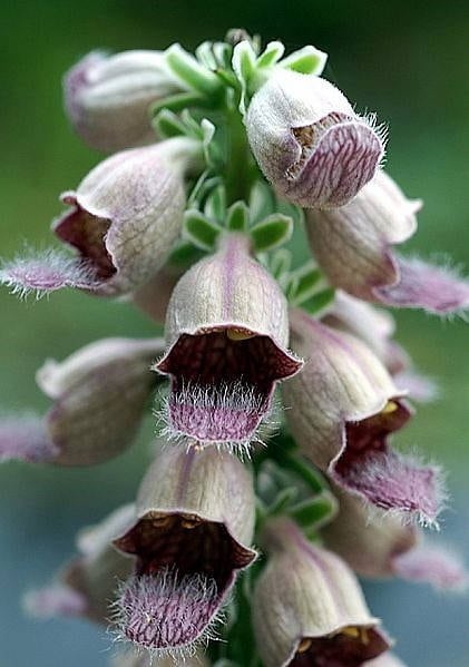 Rusty Foxglove Seeds
