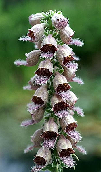 Rusty Foxglove Seeds