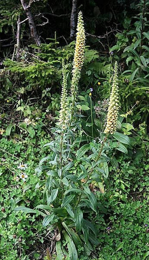 Rusty Foxglove Seeds