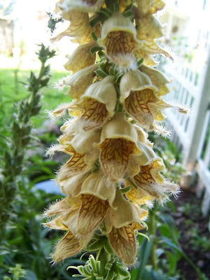 Rusty Foxglove Seeds