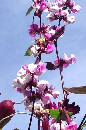 Ruby Moon Hyacinth Bean Seeds