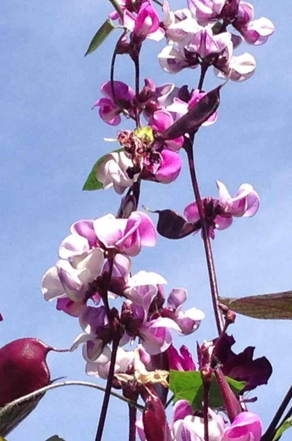 Ruby Moon Hyacinth Bean Seeds