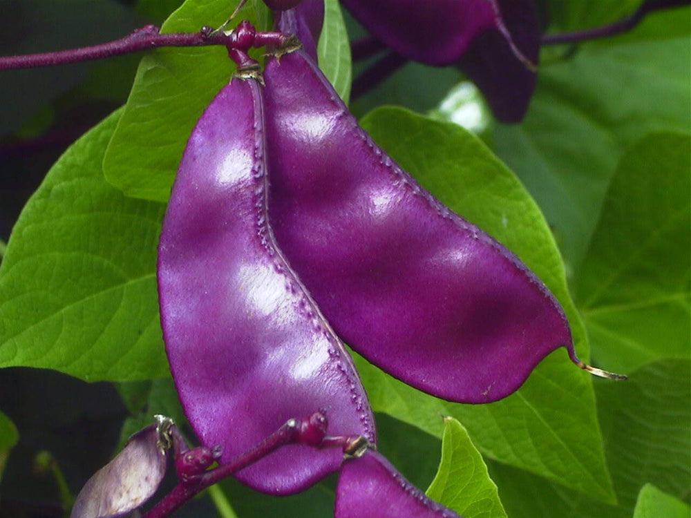 Ruby Moon Hyacinth Bean Seeds