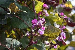 Ruby Moon Hyacinth Bean Seeds