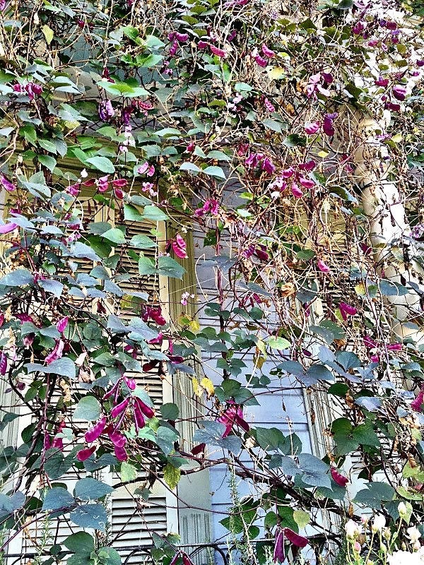 Ruby Moon Hyacinth Bean Seeds