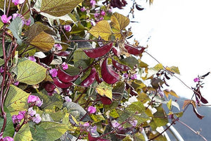 Ruby Moon Hyacinth Bean Seeds