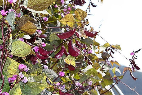 Ruby Moon Hyacinth Bean Seeds