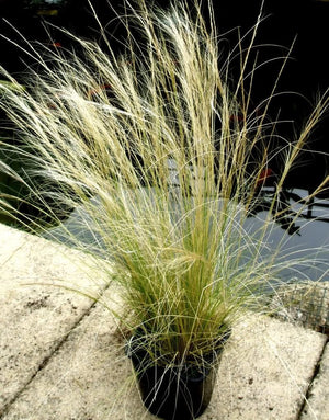 Mexican Feather Grass Seeds