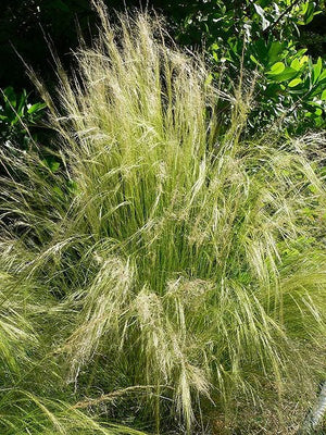 Mexican Feather Grass Seeds