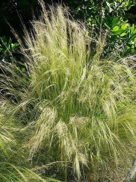 Mexican Feather Grass Seeds