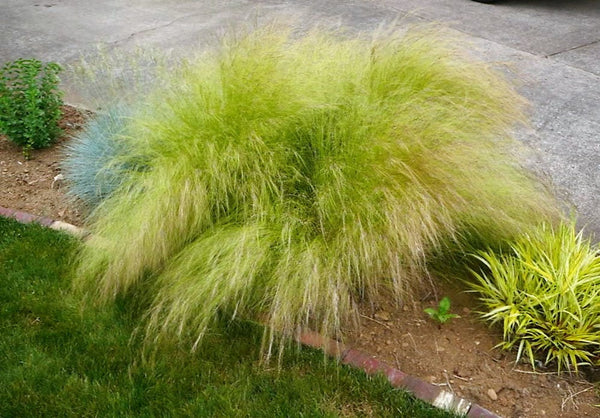 Mexican Feather Grass Seeds