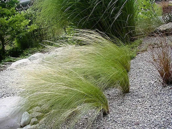 Mexican Feather Grass Seeds
