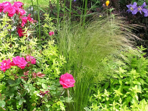 Mexican Feather Grass Seeds