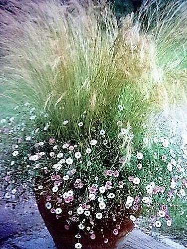 Mexican Feather Grass Seeds