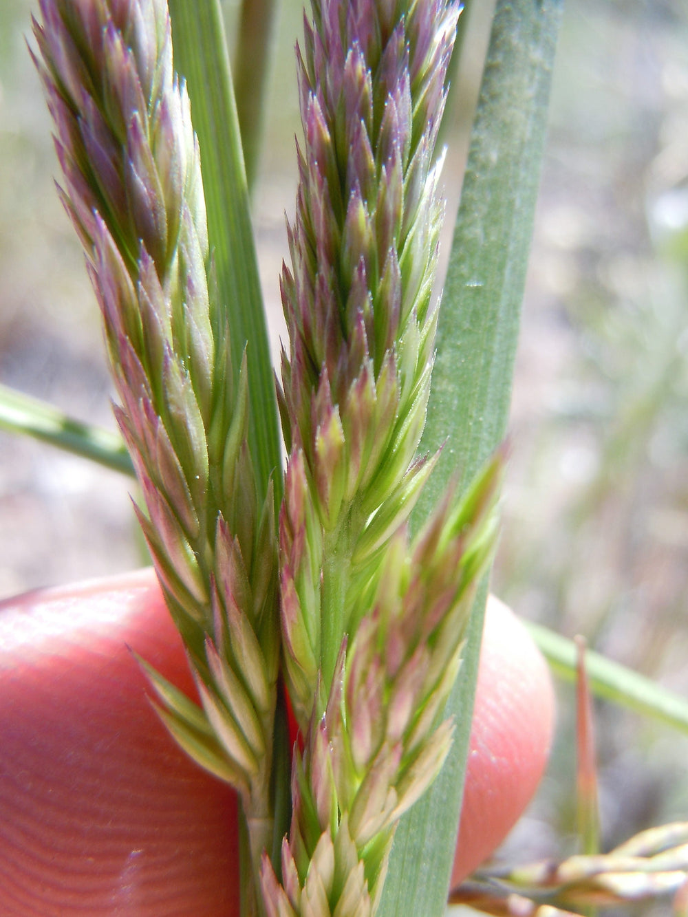 Prairie Junegrass Seeds