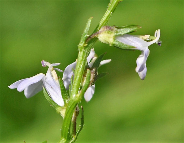Palespike Lobelia Seeds