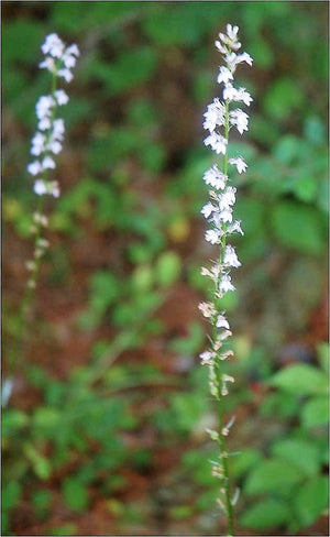 Palespike Lobelia Seeds