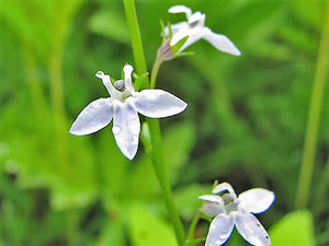 Palespike Lobelia Seeds