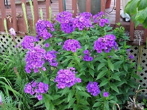 Purple Phlox Seeds