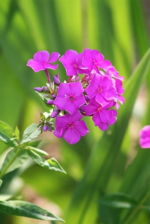 Purple Phlox Seeds