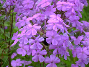 Purple Phlox Seeds