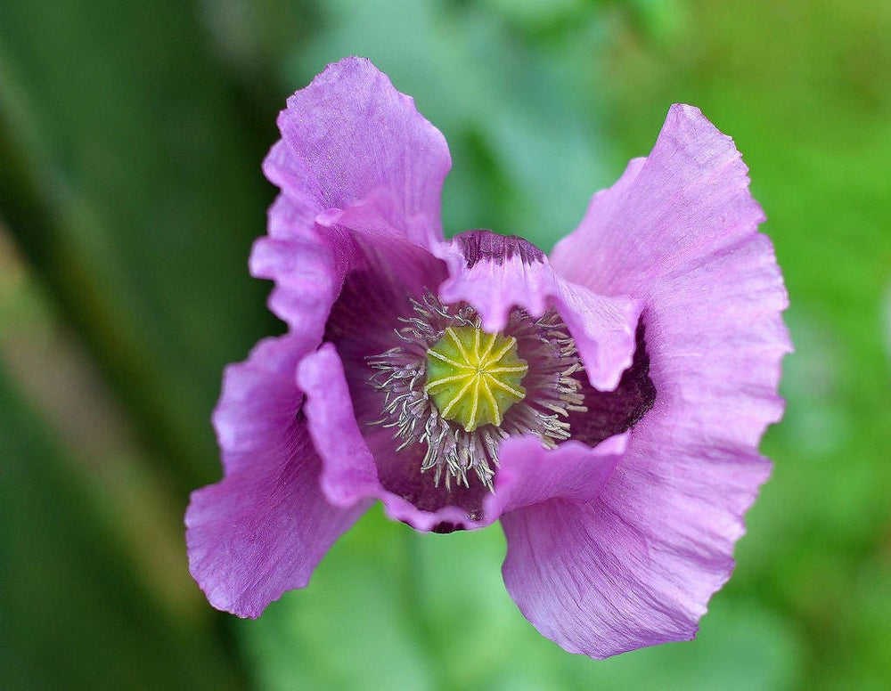 Single Lilac Poppy Seeds