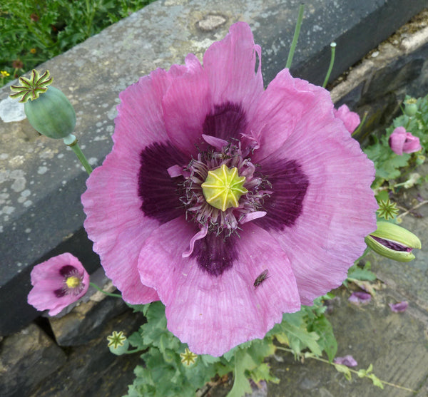 Single Lilac Poppy Seeds