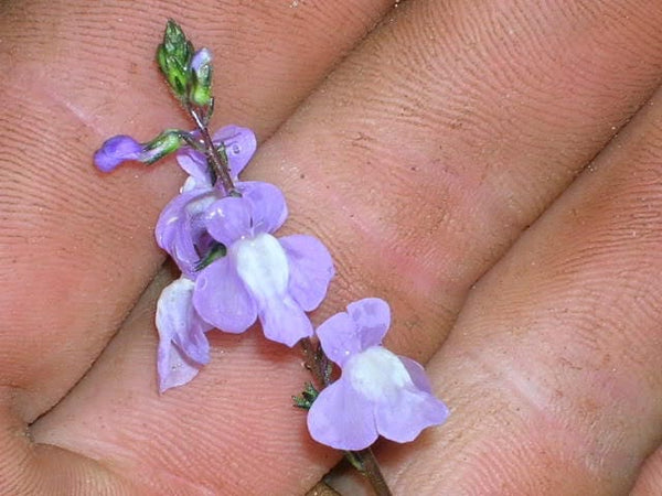 Blue Toadflax Seeds