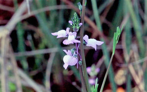 Blue Toadflax Seeds