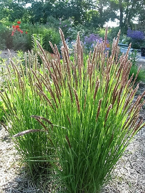 Red Spire Melic Grass Seeds