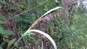 Red Spire Melic Grass Seeds