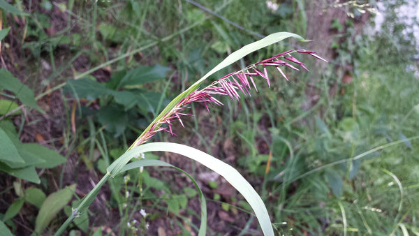 Red Spire Melic Grass Seeds