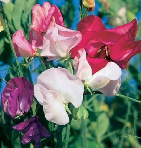 Sweet Pea Seeds - Royal Family Mix