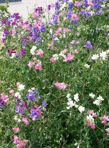 Sweet Pea Seeds - Royal Family Mix