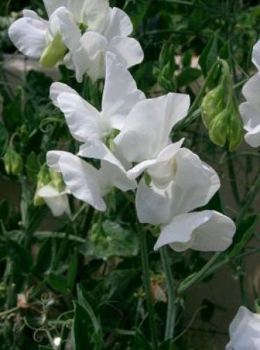 Sweet Pea Seeds - Royal Family Mix
