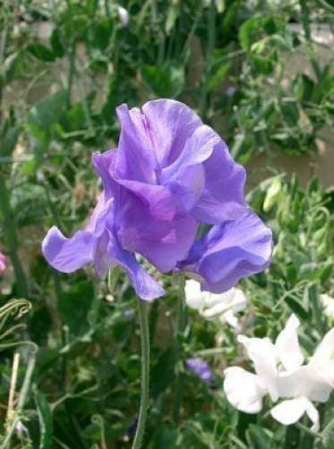 Sweet Pea Seeds - Royal Family Mix