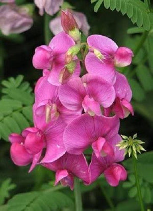 Sweet Pea Seeds - Royal Family Mix