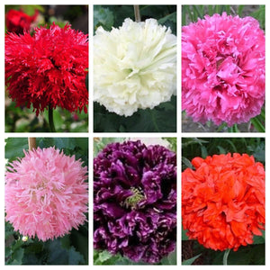 Peony Poppy Mix Seeds - Certified Organic