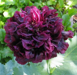 Peony Poppy Mix Seeds - Certified Organic