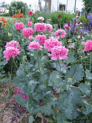 Peony Poppy Mix Seeds - Certified Organic