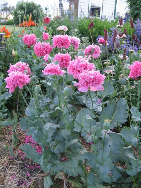 Peony Poppy Mix Seeds - Certified Organic