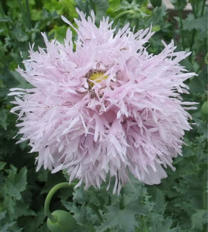Peony Poppy Mix Seeds - Certified Organic